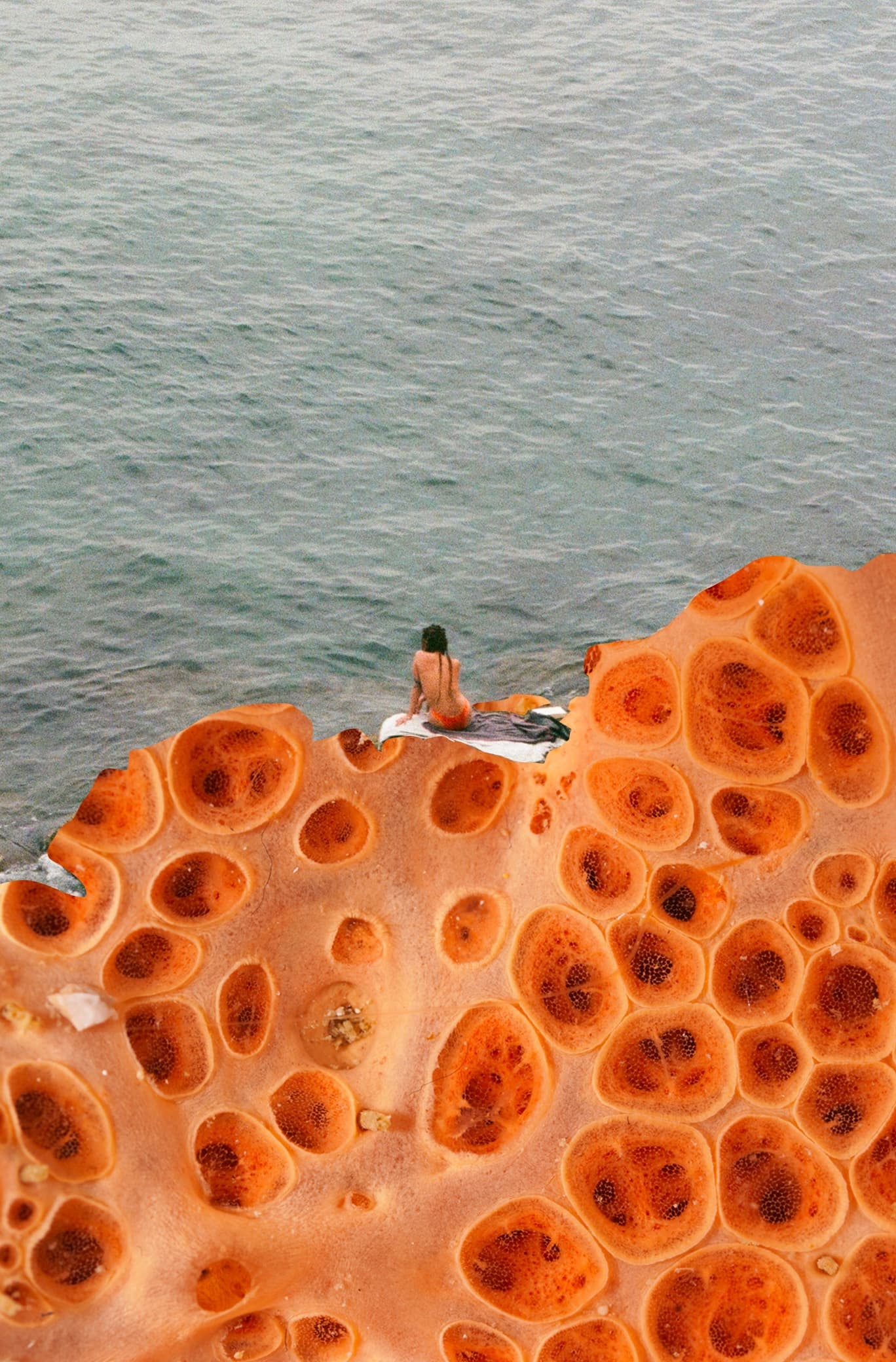 Hemimycale columella - image 4