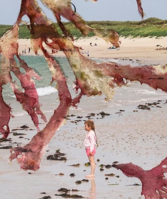 Photographie « Tirages alguier #5 » par Laura Martin Person, œuvre d'art originale, vue 2