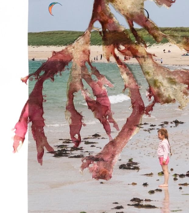 Photographie « Tirages alguier #5 » par Laura Martin Person, œuvre d'art originale, vue 3