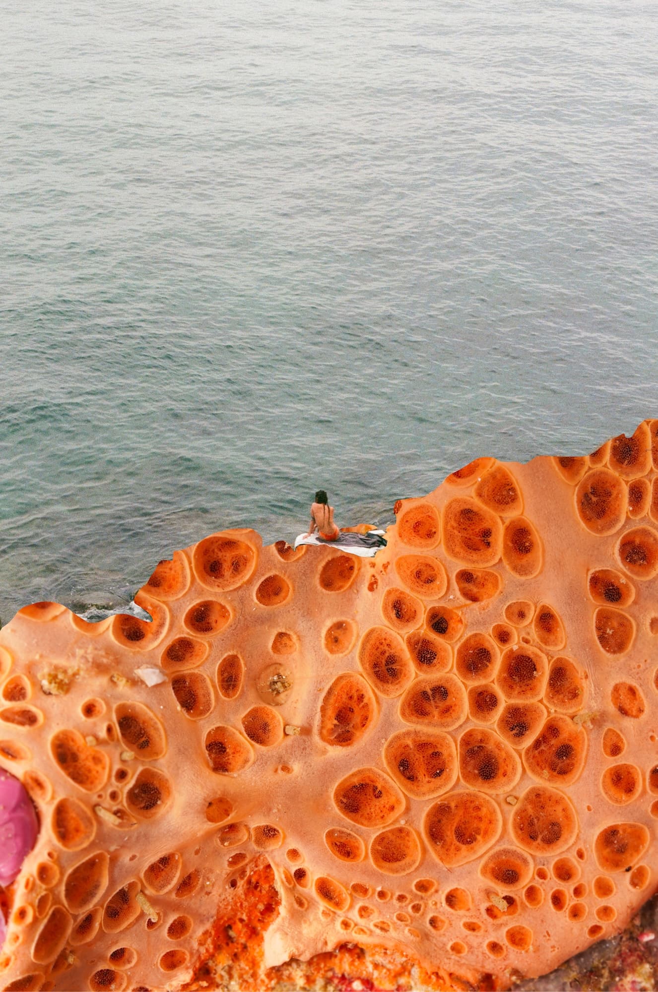 Hemimycale columella