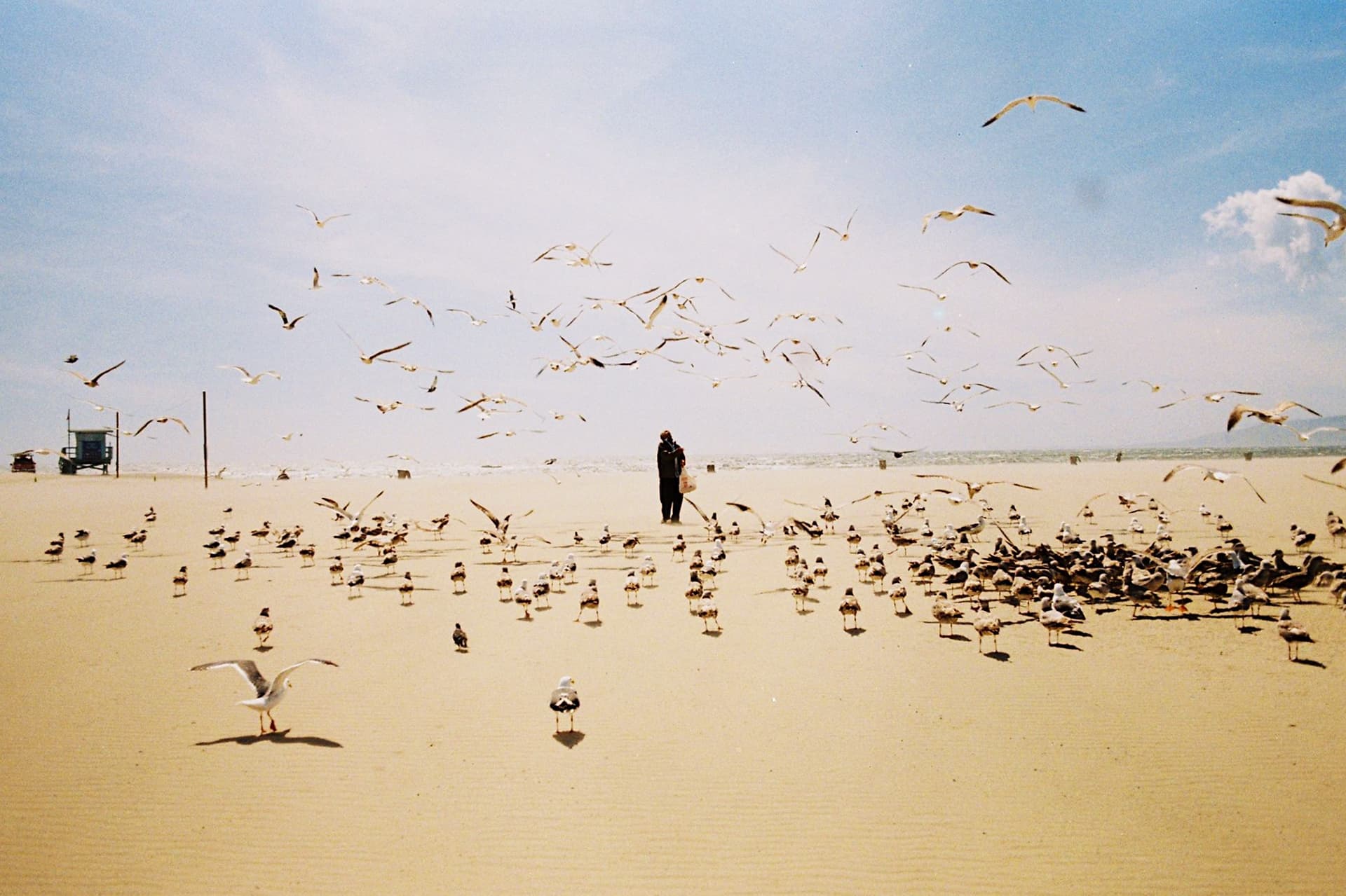 Les Oiseaux