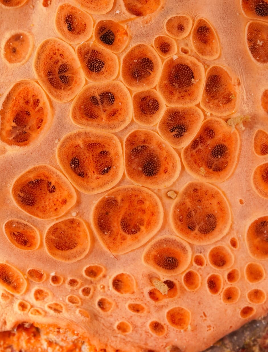 Hemimycale columella - image 3