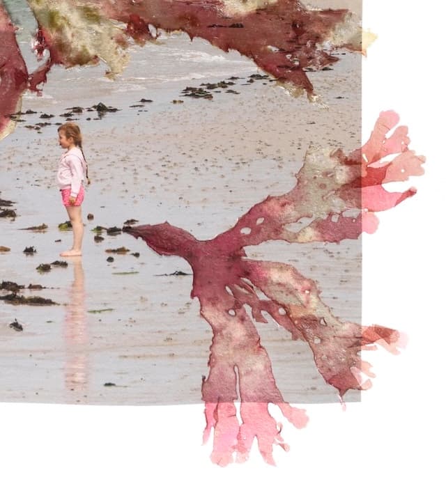 Photographie « Tirages alguier #5 » par Laura Martin Person, œuvre d'art originale, vue 4